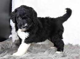 There are 4 males and 1 female. Pyredoodles