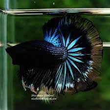 Ohm Blue Black Light For Sale 35 Usd By Nice Betta Thailand Www Nicebettathailand Com Nicebettathailand Betta Bettafish Topqualitybettafi