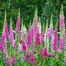 Spring Hill Nurseries Giant Shirley Foxglove Digitalis Live Bareroot Perennial Plant 5 Pack 88533 The Home Depot Shade Perennials Flowers Perennials Spring Hill Nursery