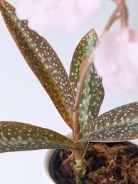 Image result for Habenaria bicolor