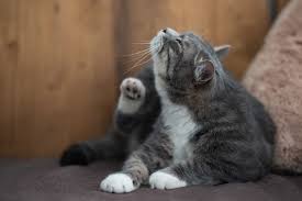 Tips cara menghilangkan kutu kucing ampuh. 5 Cara Menghilangkan Kutu Kucing Yang Mengganggu Halaman All Kompas Com