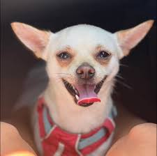 Chicago outerwear recommendations for dogs