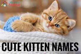 Oodles of super cute kittens will brighten just about anyone's day. 120 Kitten Names Best Cute Unique Adorable Names For Kittens My Pet S Name