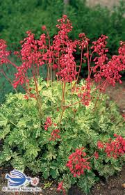 'dara's gold', heuchera 'blushing bells', heuchera 'canyon belle', heuchera 'canyon chimes', heuchera 'canyon delight', heuchera 'canyon duet', heuchera 'canyon melody'. Products Bluebird Nursery Inc