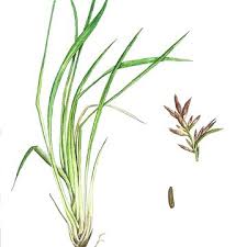 Image result for Cymbopogon nardus