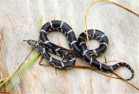 Eastern Kingsnake Outer Banks North Carolina Reptiles And Amphibians Animal Pictures Amphibians