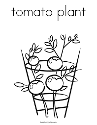 You will get 1 tomato coloring page in jpg (2550px x 3300px) for your kids coloring project. Tomato Plant Coloring Page Twisty Noodle Coloring Home