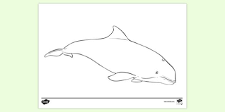 Realistic harbor porpoise with plants coloring pages. Free Harbour Porpoise Colouring Sheet Teacher Made