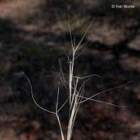 Image result for Aristida pilgeri