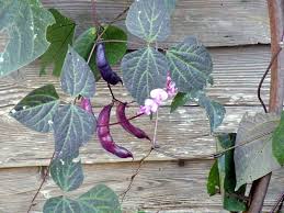 We did not find results for: Caring For Hyacinth Beans In Pots How To Plant Hyacinth Beans In Containers