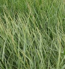 Image result for Panicum monticola