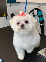 Use our contact form above if you have a questions about our mobile dog grooming in treasure valley idaho. Dog Grooming In Crestwood Crestwood Dog Groomer
