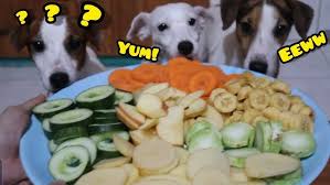 Dog Food Ng Milo And Friends Youtube