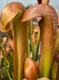 Image result for Cyphia mazoensis