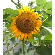 Di bawah ini merupakan contoh gambar sketsa bunga matahari yang cantik dan indah yang dapat dengan mudah kalian gambar. Biji Benih Bunga Matahari Kuaci Sunflower Giant Shopee Indonesia