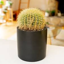 Onycholysis only goes away after new nail has replaced the affected area. 10 Best Large Cactus Plants