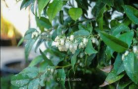 Image result for Agarista