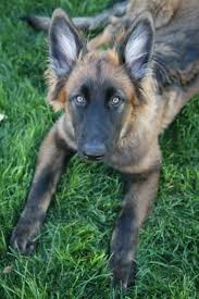 A national breed club (parent club) is a national organization that is dedicated to the preservation, protection and advancement of a dog breed. Blue Sable German Shepherd Petsidi