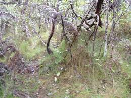 Image result for Tetraria