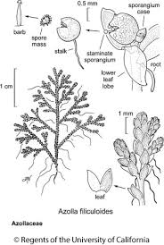 Image result for Azolla filiculoides