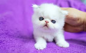 Download Wallpapers White Fluffy Kitten Small Cute Animals Pets British Cat Breeds Of Cats Small Cats White Fluffy Kittens Fluffy Kittens Cat Breeds