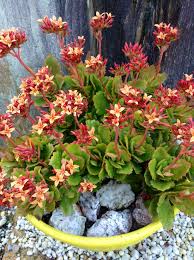 Kalanchoe Blossfeldiana Single Orange Kalanchoe Blossfeldiana Container Plants Plants