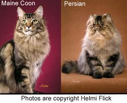 In the early 1900's persians started being brought to america and became all the rage. Maine Coon Versus Persian
