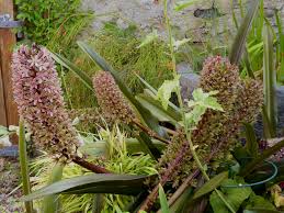 Image result for Acanthopale confertiflora