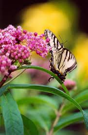 Eastern Tiger Swallowtail Feeding On Swamp Milkweed Slippery Rock Pennsylvania C2003 Melanie Petridis Swamp Milkweed Beautiful Butterflies Milkweed