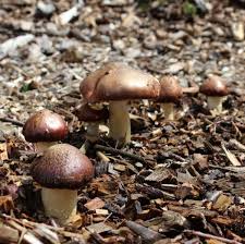 Zuchte Deine Eigenen Speisepilze Mithilfe Von Nur 3 Dingen Pilze Speisepilze Zuchten