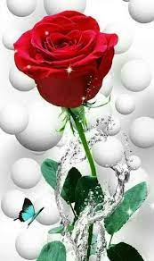 Rose Day Images For Whatsapp In 2020 Flower Phone Wallpaper Good Morning Beautiful Flowers Beautiful Rose Flowers