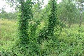 Image result for Macroptilium atropurpureum