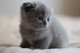 Scottish Fold Ve Scottish Straight Kedileri Pet Service Istanbul Turkey Facebook 38 Photos