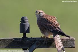 Koala is a small australian animal that lives primarily in trees and is often mistaken for a bear. Animals That Start With K List Of Amazing Animals Beginning With K