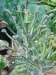 Kalanchoe Delagoensis Chandelier Plant Mother Of Thousands Mother Of Millions World Of Succulents Plants Succulents Mother Of Thousands Plant