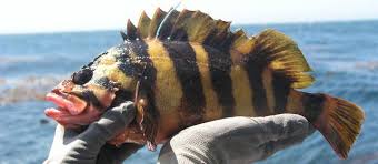 Search reviews of 11 morro bay businesses by price, type, or location. Morro Bay Fishing Guide Pacific Charters Sport Fishing