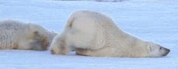 We did not find results for: Polar Bear Sliding Cute Animals