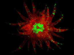 Development Of Immunity In Basal Metazoans Research Outreach Using the model system aiptasia (strain cc7, sensu exaiptasia pallida), we obtained aiptasia culture and dna/rna extraction.