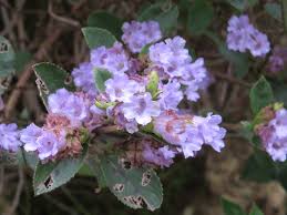 Image result for Kotschya strobilantha