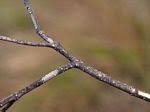 Image result for Olea chimanimani