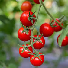 Tomato Vine Element Fragrance Oil | Candle, Soap, Room Spray, Lotion, Reed Diffuser Approved Scent 4 oz Bottle