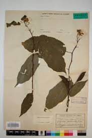 Image result for Glyphaea