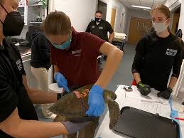 Texas A&M Veterinary Students Help Treat Cold-Stunned Sea Turtles