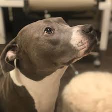 We service the city of henderson and the residents and animals within city limits. Animal Foundation 310 Photos 328 Reviews Animal Shelters 655 N Mojave Rd Las Vegas Nv Phone Number Yelp