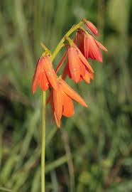 Image result for Orthochilus aurantiacus