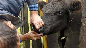 Enfermedades más comunes del ganado - Agrotec