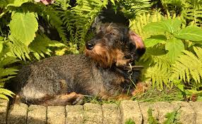 Plusieurs huiles essentielles dégageant une forte odeur peuvent être utilisées pour dissuader les puces de s'attaquer à vous. 6 Anti Puces Naturels Pour Votre Chien