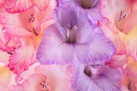 Gladiolus Flower Meaning Flower Meaning