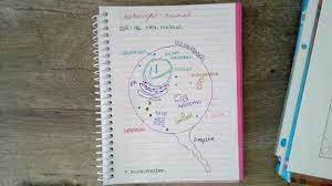 Check spelling or type a new query. Animal Cell Doodle Notes Youtube