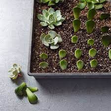 Propagating Succulents How To Turn One Plant Into Hundreds Of Babies Growing Succulents Propagating Succulents Succulents